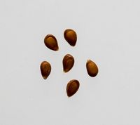 Fuji apple seeds